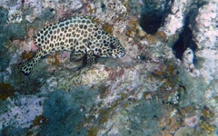 Epinephelus quoyanus