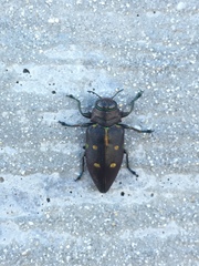 Actenodes auronotatus