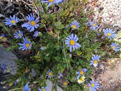 Felicia aethiopica