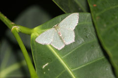 Hemithea tritonaria