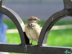 Passer domesticus