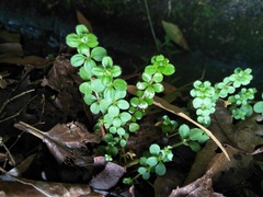 Galium formosense