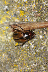 Anomala nigrolineata