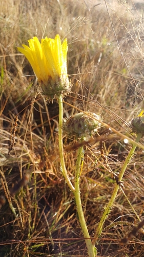 Image of Berkheya radula by (c) Peter Le Roux, some rights reserved (CC BY)