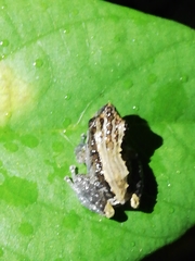 Pristimantis altamazonicus