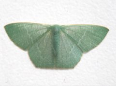 Pelagodes antiquadraria