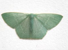 Pelagodes antiquadraria