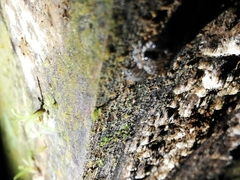 Pristimantis altamazonicus