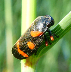 Cercopis intermedia