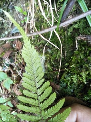 Dryopteris formosana