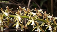 Epidendrum cylindrostachys