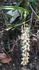 Epidendrum cylindrostachys