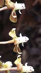 Epidendrum cylindrostachys