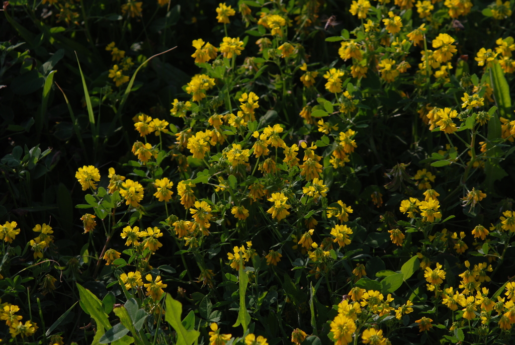 Cultivated Fenugreek