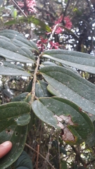 Cavendishia pubescens