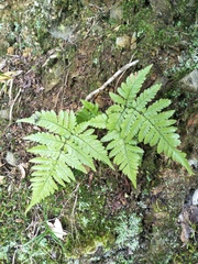 Dryopteris formosana