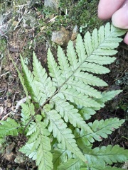 Dryopteris formosana