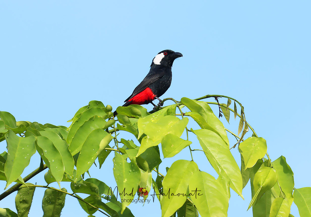 Clicking Shieldbill