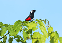 Clicking Shieldbill photo 1