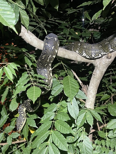 Diamond Python sighting