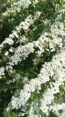 Spiraea nipponica