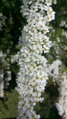 Spiraea nipponica