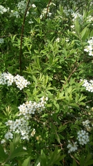 Spiraea nipponica