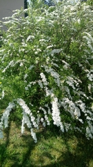 Spiraea nipponica