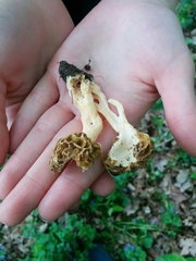 Morchella