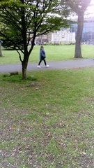 Sciurus carolinensis