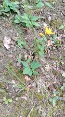 Hieracium murorum