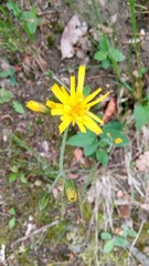 Hieracium murorum