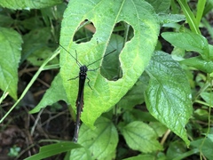 Heliconius atthis