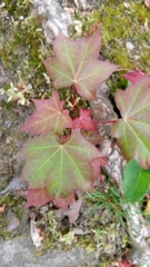 Acer cappadocicum