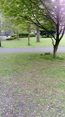 Sciurus carolinensis