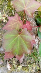 Acer cappadocicum