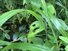 Heliconius atthis