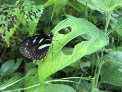 Heliconius atthis
