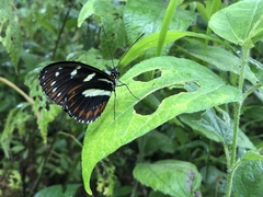 Heliconius atthis