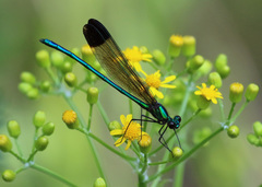 Calopteryx dimidiata