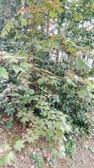 Acer cappadocicum