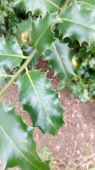 Ilex aquifolium