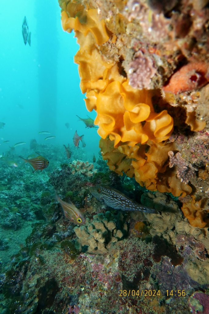 Steginoporella chartacea from Rapid Bay jetty South Australia on April ...