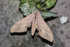 Marumba cristata bukaiana
