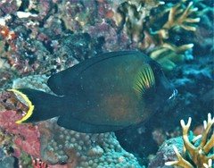 Acanthurus pyroferus