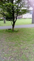 Sciurus carolinensis