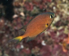Pycnochromis atripes