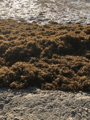 Sargassum fluitans