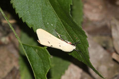 Spilarctia subcarnea