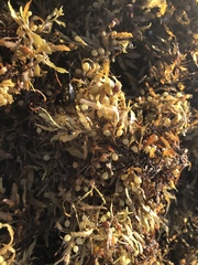 Sargassum fluitans